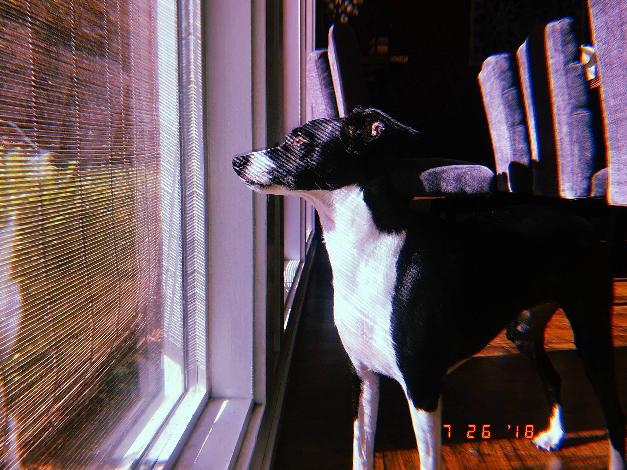 Gigi is registered to the contest to win money with this photo: brazilian_terrier, canidae, carnivore, dog, dog_breed, feist, fox_terrier, rat_terrier, smooth_fox_terrier, toy_fox_terrier, window