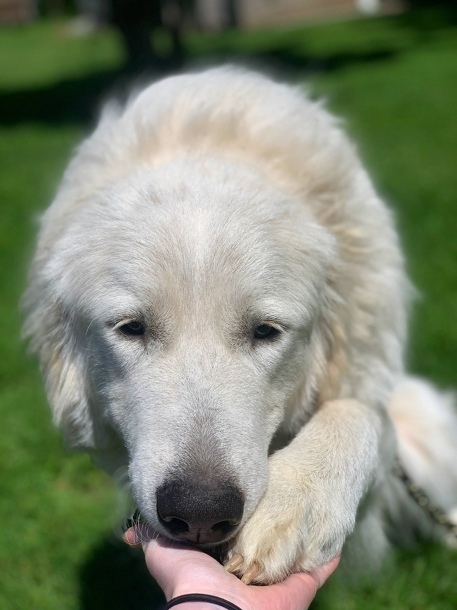 Kaiser joined the competition — help win amazing prizes! akbash_dog, canidae, carnivore, companion_dog, dog, dog_breed, golden_retriever, grass, kuvasz, livestock_guardian_dog, mammal, maremma_sheepdog, polish_tatra_sheepdog, puppy, retriever, slovak_cuvac, snout, sporting_group, vertebrate, working_dog