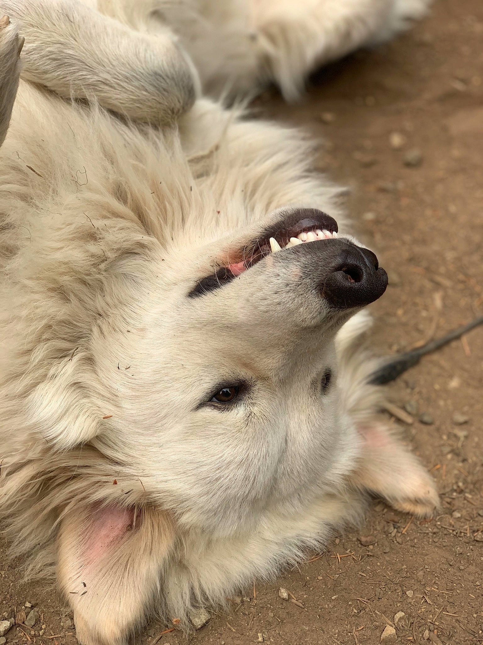 Kaiser joined the competition — help win amazing prizes! american_eskimo_dog, canidae, carnivore, companion_dog, dog, dog_breed, great_pyrenees, japanese_spitz, mammal, maremma_sheepdog, puppy, rare_breed_dog, sporting_group, vertebrate
