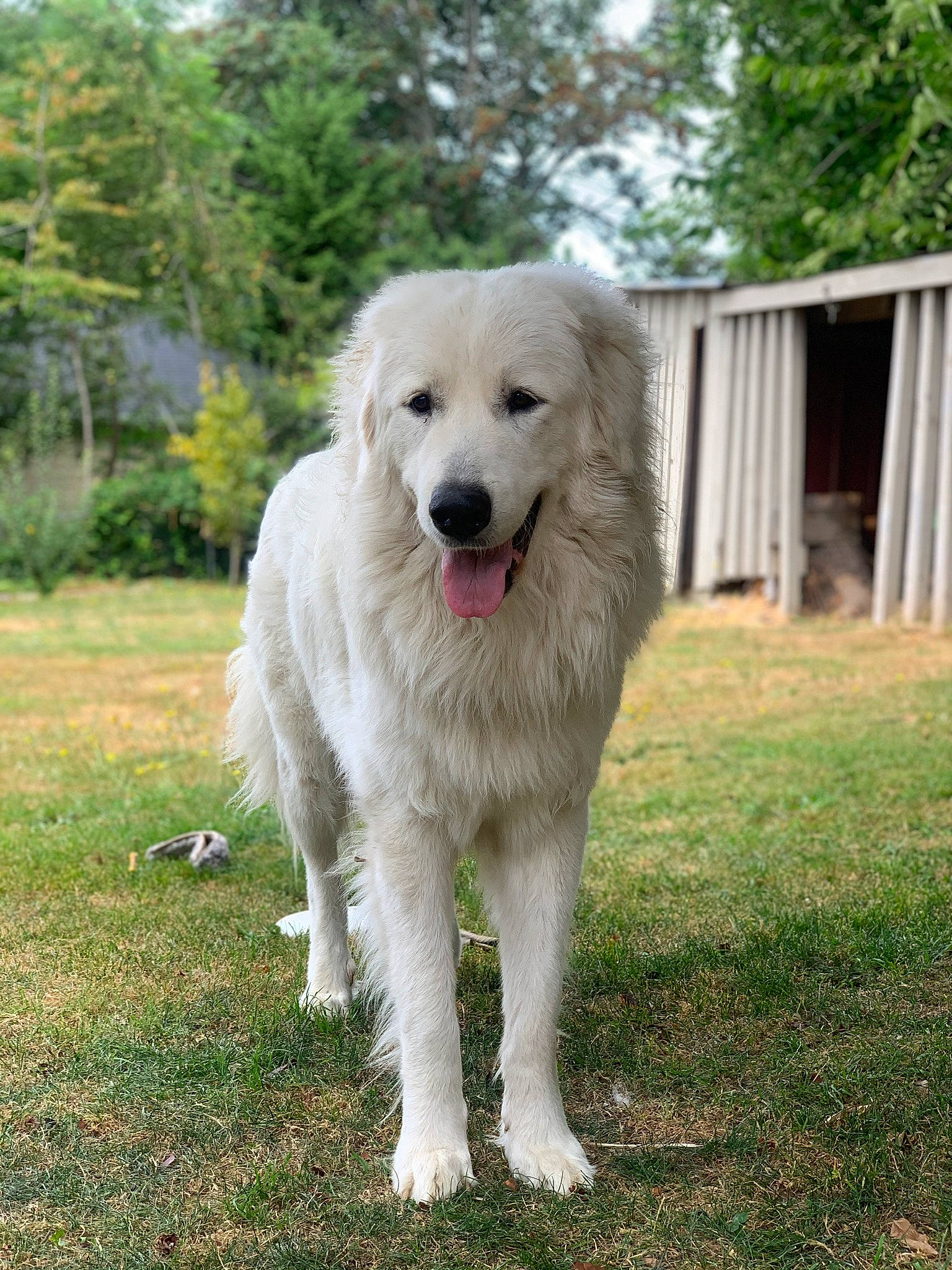 Kaiser is registered to the contest to win money with this photo: aidi, akbash_dog, ancient_dog_breeds, canidae, carnivore, companion_dog, dog, dog_breed, golden_retriever, great_pyrenees, kuvasz, livestock_guardian_dog, mammal, maremma_sheepdog, polish_tatra_sheepdog, rare_breed_dog, slovak_cuvac, sporting_group, vertebrate