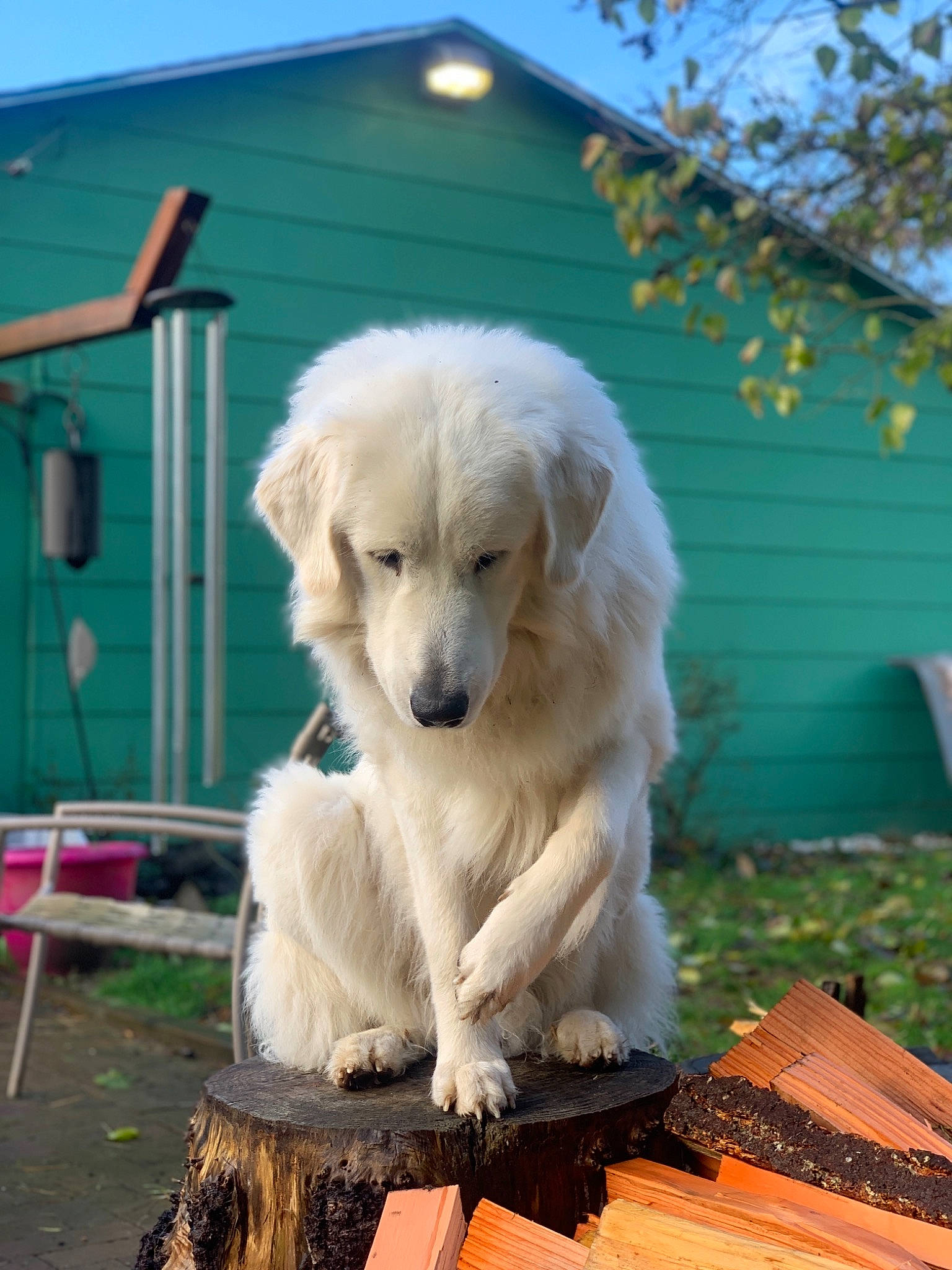 Kaiser joined the competition — help win amazing prizes! akbash_dog, canidae, carnivore, companion_dog, dog, dog_breed, golden_retriever, great_pyrenees, kuvasz, livestock_guardian_dog, mammal, maremma_sheepdog, mucuchies, polish_tatra_sheepdog, rare_breed_dog, retriever, slovak_cuvac, sporting_group, vertebrate, working_dog