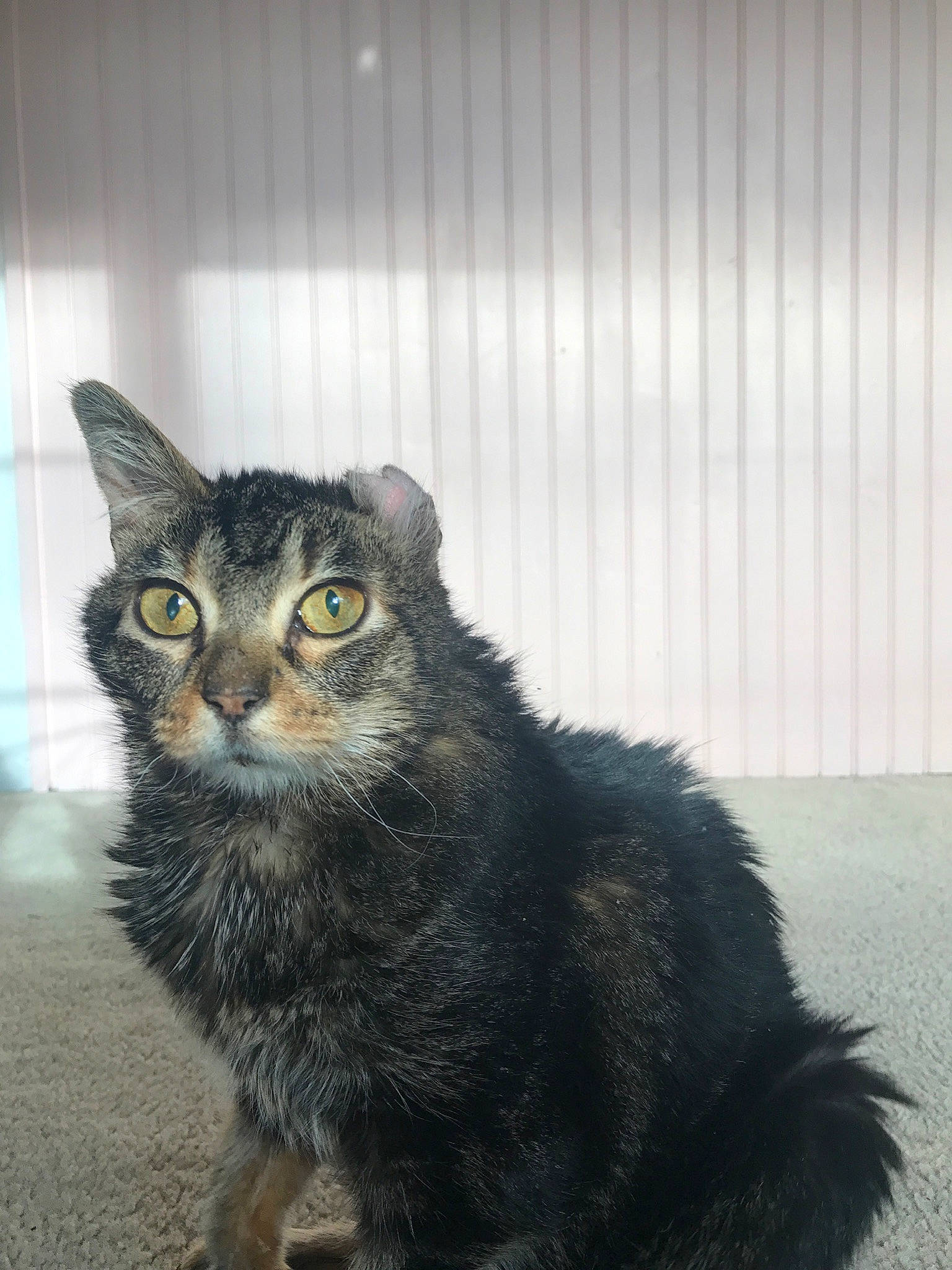 Bell joined the competition — help win amazing prizes! aegean_cat, american_curl, american_wirehair, asian, black_cat, carnivore, cat, domestic_short_haired_cat, dragon_li, european_shorthair, eye, felidae, fur, mammal, small_to_medium_sized_cats, snout, tabby_cat, vertebrate, whiskers