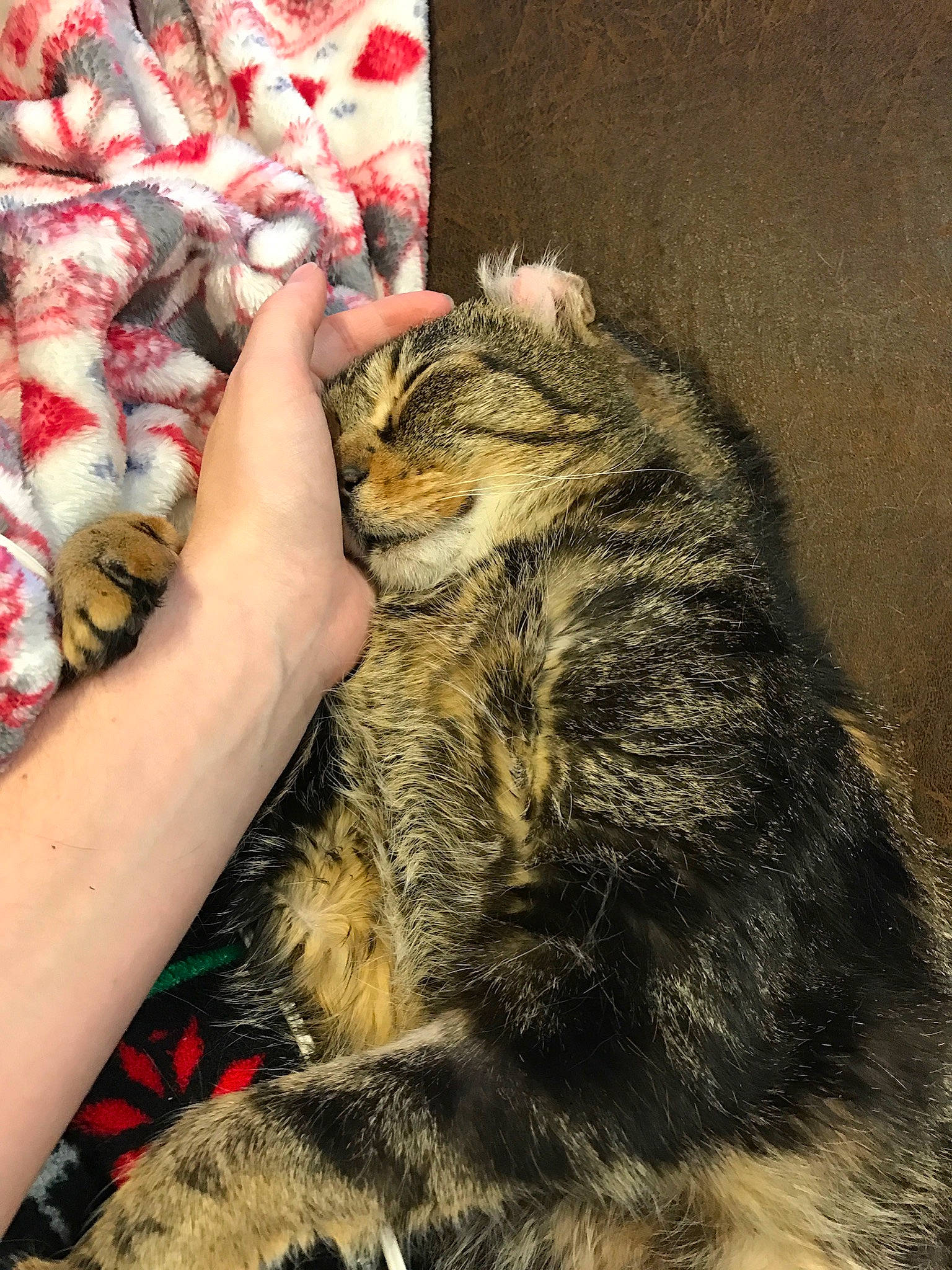 Bell is registered to the contest to win money with this photo: american_shorthair, asian, carnivore, cat, domestic_short_haired_cat, dragon_li, ear, egyptian_mau, european_shorthair, felidae, fur, kitten, mammal, paw, pixie_bob, small_to_medium_sized_cats, snout, tabby_cat, whiskers, wild_cat