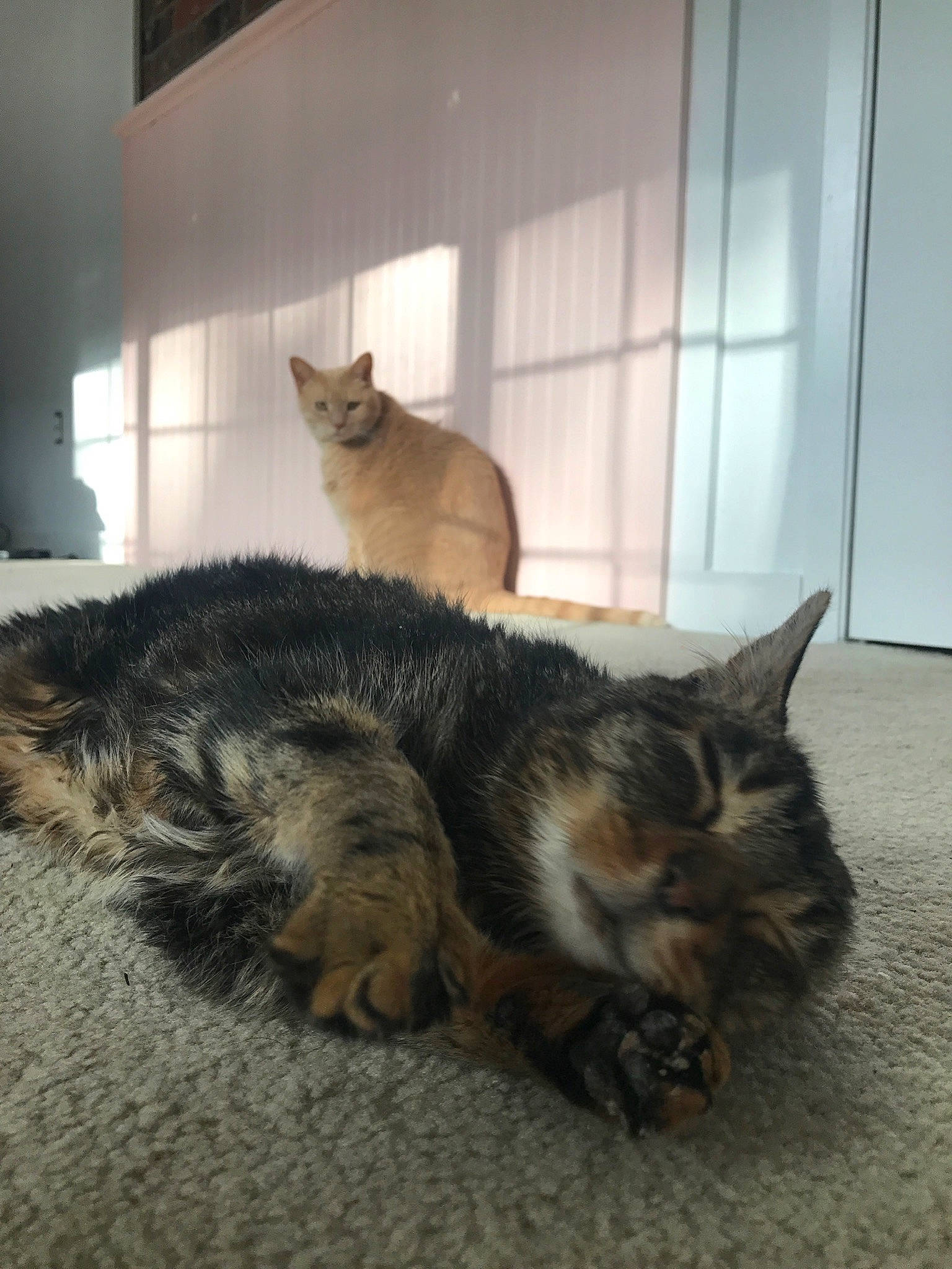 Bell joined the competition — help win amazing prizes! carnivore, cat, domestic_short_haired_cat, dragon_li, european_shorthair, felidae, fur, kitten, maine_coon, mammal, paw, small_to_medium_sized_cats, tabby_cat, tail, whiskers