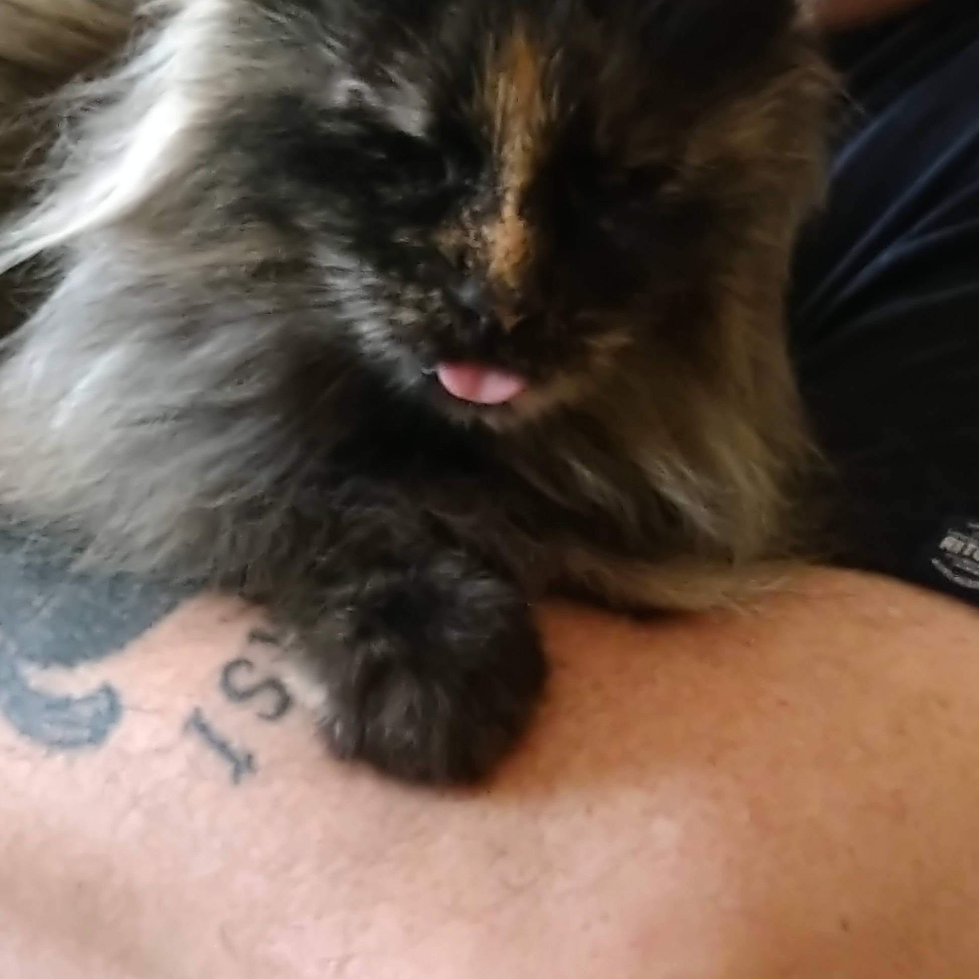 Jodie a rejoint le concours — aidez-le/la à gagner de superbes lots ! carnivore, cat, claw, comfort, companion_dog, dog_breed, eye, fawn, felidae, foot, fur, paw, small_to_medium_sized_cats, snout, tail, terrestrial_animal, whiskers