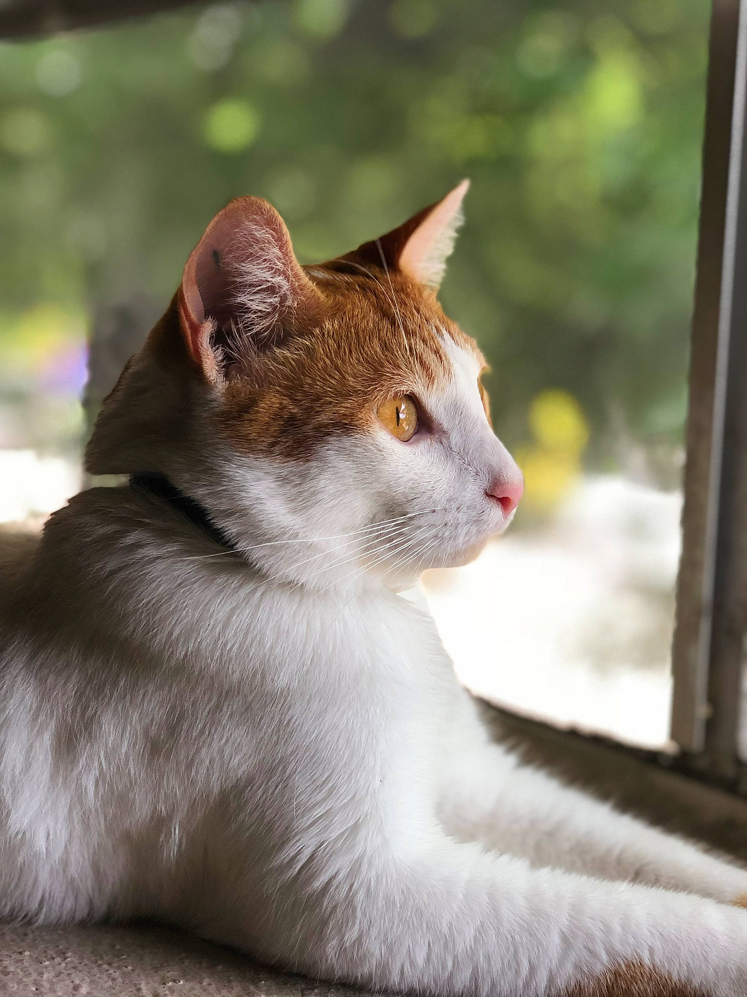 Bitsy joined the competition — help win amazing prizes! aegean_cat, american_wirehair, asian, carnivore, cat, domestic_short_haired_cat, eye, fawn, felidae, fur, mammal, small_to_medium_sized_cats, snout, whiskers, window