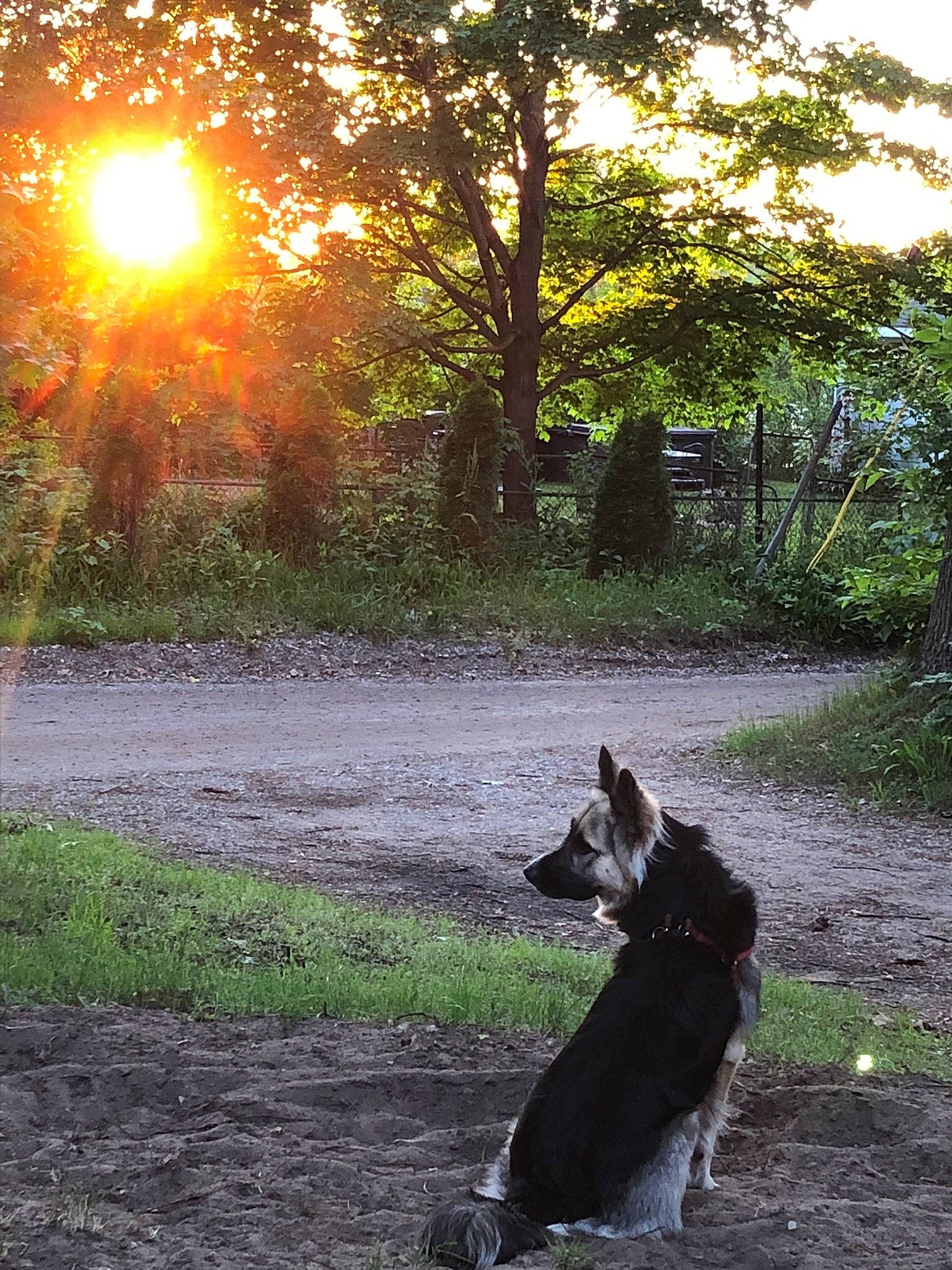 Beau is registered to the contest to win money with this photo: branch, carnivore, companion_dog, dog, dog_breed, felidae, grass, landscape, light, natural_landscape, people_in_nature, plant, road, shade, sky, small_to_medium_sized_cats, sunlight, tail, tints_and_shades, tree