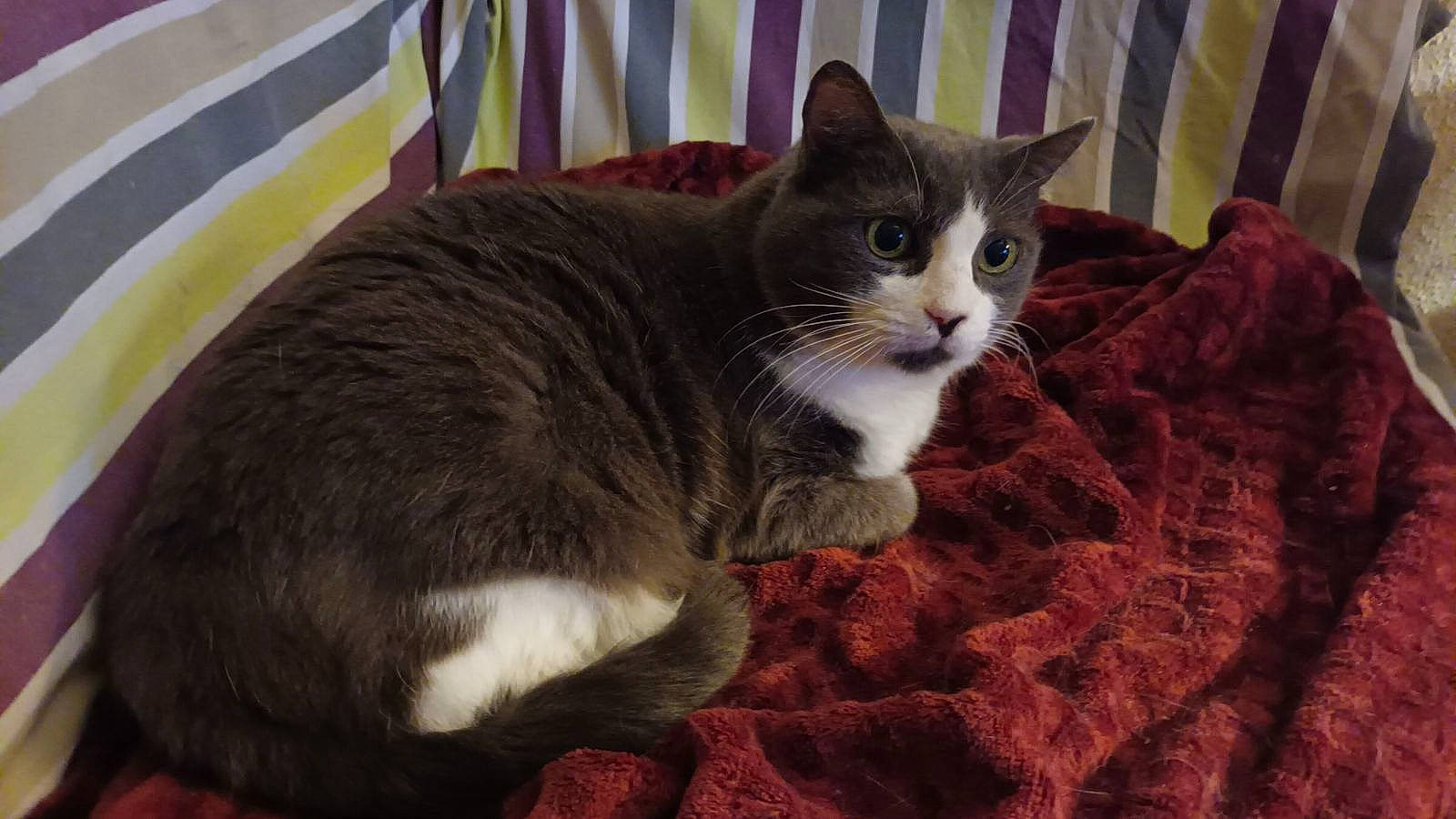 Suzy a rejoint le concours — aidez-le/la à gagner de superbes lots ! brown, carnivore, cat, cat_supply, comfort, domestic_short_haired_cat, felidae, fur, grey, linens, paw, pet_supply, small_to_medium_sized_cats, tail, tree, whiskers, wood