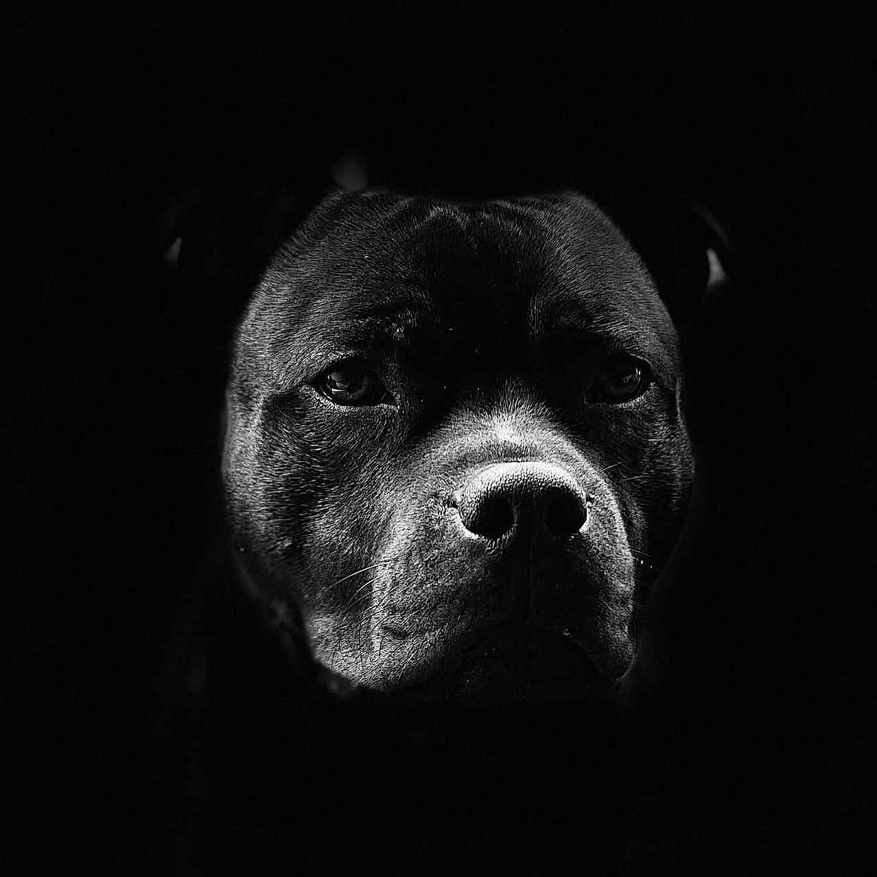 Raïko participe au concours pour gagner de l'argent avec cette photo : animal, black_and_white, canine, close_up, dark_background, dog, dramatic_lighting, ears, expression, face, fur, intense, muzzle, pet, portrait, serious, shadow, studio, texture, whiskers