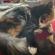 Callie Marie is registered to the contest to win money with this photo: cat, calico_cat, long_fur, tail, paw, whiskers, close_up, pet, indoor, couch, blanket, cozy, living_room, books, sock, human_leg, cat_tree, paw_pad, resting, portrait