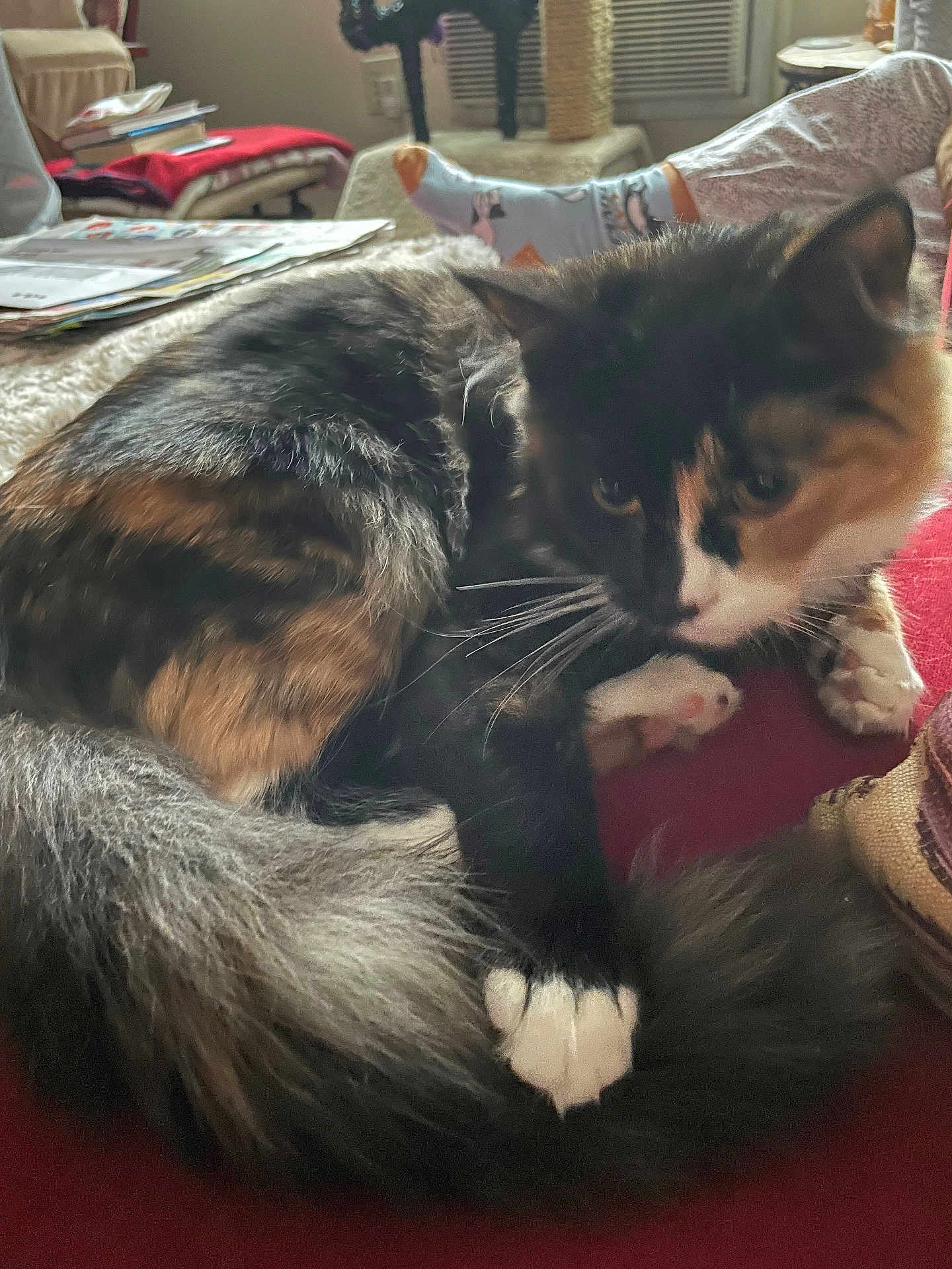 Callie Marie is registered to the contest to win money with this photo: cat, calico_cat, long_fur, tail, paw, whiskers, close_up, pet, indoor, couch, blanket, cozy, living_room, books, sock, human_leg, cat_tree, paw_pad, resting, portrait