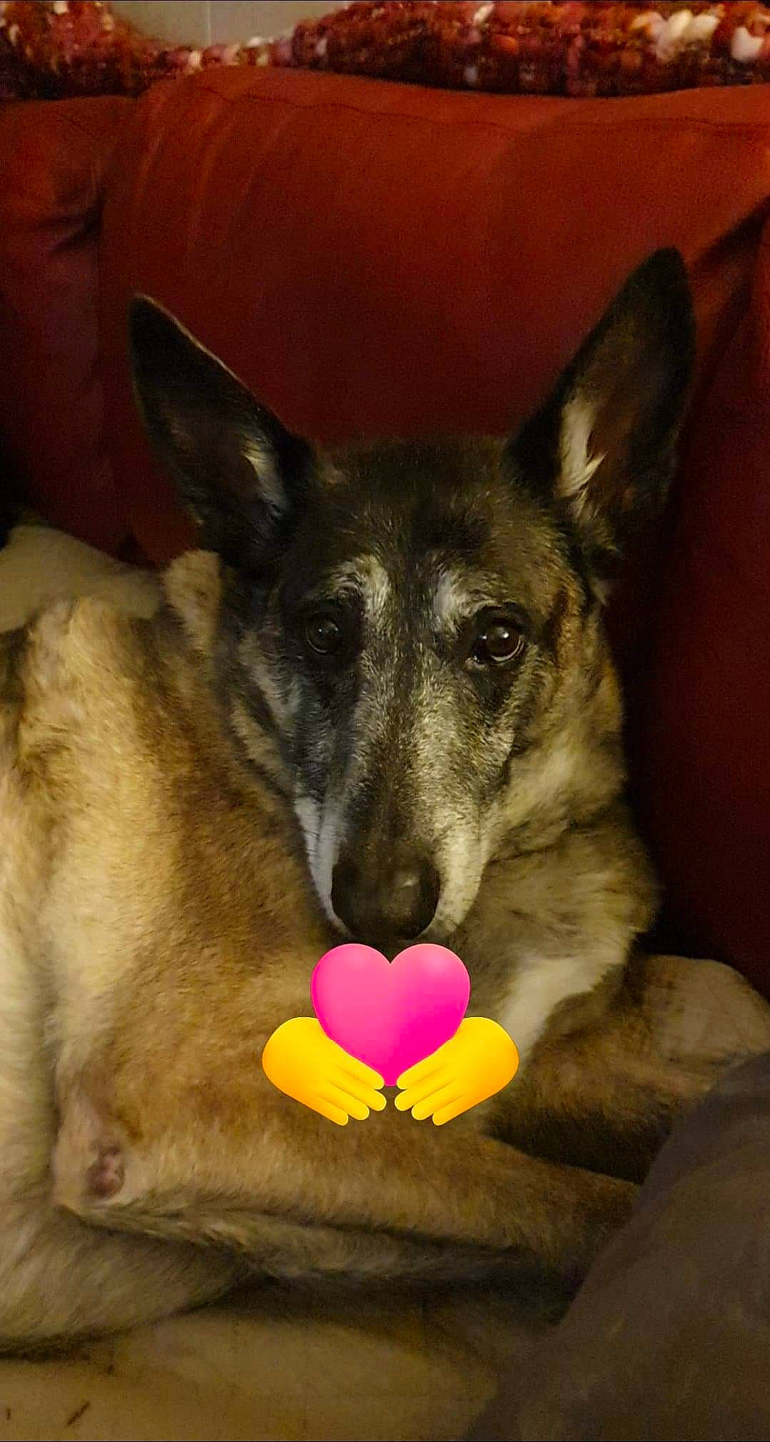 Kaiser a rejoint le concours — aidez-le/la à gagner de superbes lots ! canidae, carmine, carnivore, companion_dog, dog, dog_breed, ear, fawn, fur, happy, herding_dog, non_sporting_group, organ, paw, snout, terrestrial_animal, whiskers, working_animal, working_dog