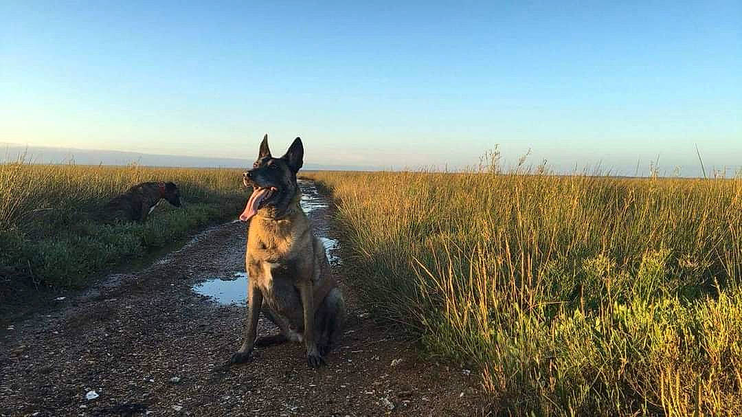 Kaiser participe au concours pour gagner de l'argent avec cette photo : australian_cattle_dog, canidae, carnivore, dog, dog_breed, dog_hiking, fawn, grass, grassland, herding_dog, landscape, leash, plant, sky, soil, sporting_group, tail, vertebrate, walking, wildlife