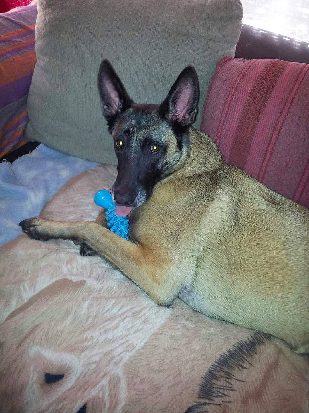 Kaiser participe au concours pour gagner de l'argent avec cette photo : canidae, carnivore, comfort, companion_dog, dog, dog_breed, east_european_shepherd, fawn, fur, german_shepherd_dog, guard_dog, king_shepherd, non_sporting_group, sleeper_chair, snout, sporting_group, terrestrial_animal, whiskers, working_animal, working_dog