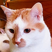 Osiris a rejoint le concours — aidez-le/la à gagner de superbes lots ! aegean_cat, american_wirehair, asian, carnivore, cat, domestic_short_haired_cat, european_shorthair, eye, felidae, fur, japanese_bobtail, khao_manee, kitten, mammal, nose, small_to_medium_sized_cats, snout, turkish_angora, turkish_van, whiskers