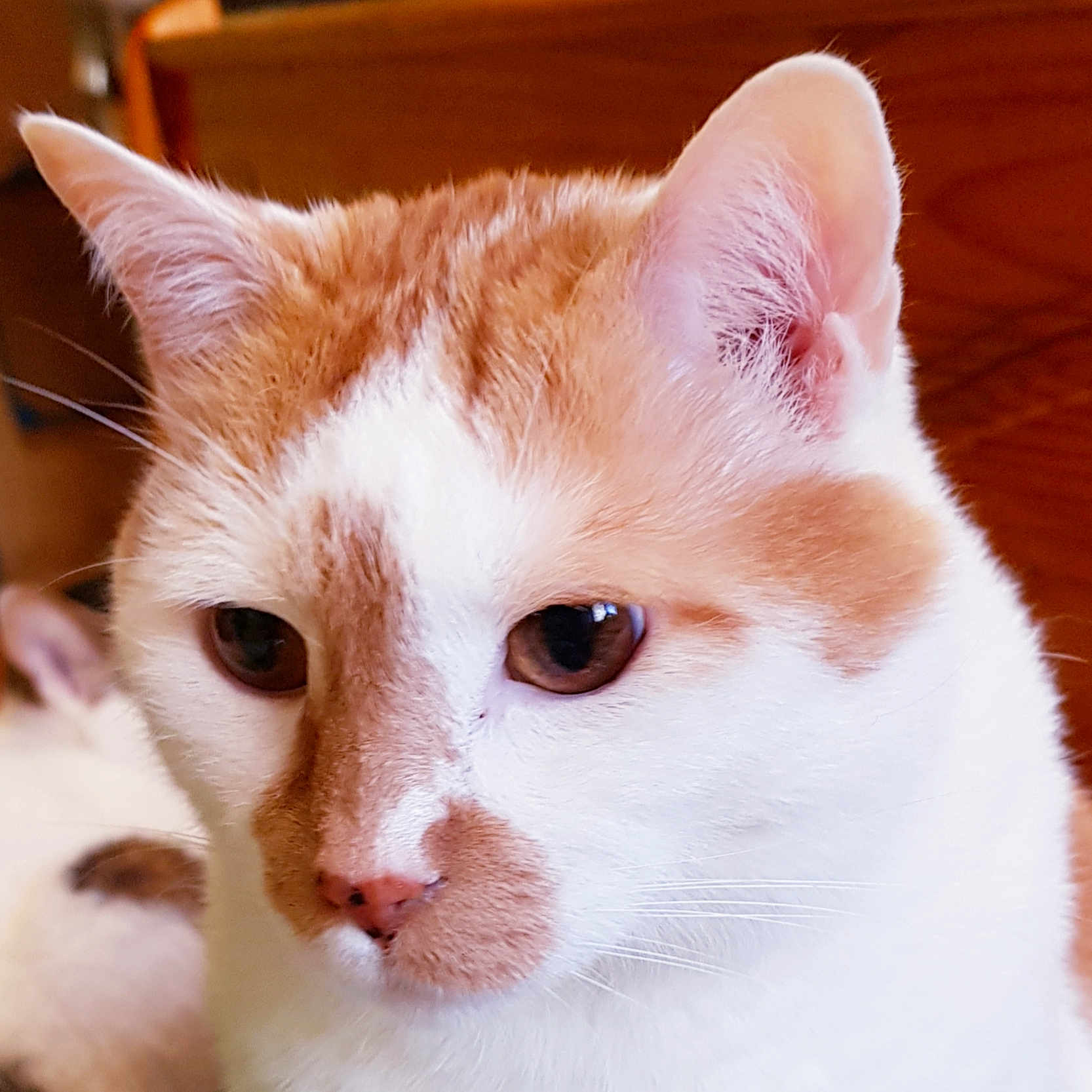 Osiris a rejoint le concours — aidez-le/la à gagner de superbes lots ! aegean_cat, american_wirehair, asian, carnivore, cat, domestic_short_haired_cat, european_shorthair, eye, felidae, fur, japanese_bobtail, khao_manee, kitten, mammal, nose, small_to_medium_sized_cats, snout, turkish_angora, turkish_van, whiskers