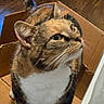 animal, box, cardboard_box, cat, close_up, curious, ears, floor, green_eyes, home, indoor, pet, portrait, sitting, striped_fur, tabby, tail, whiskers, white_chest, wood