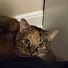 Pudding is registered to the contest to win money with this photo: animal, brown, cat, close_up, curious, cushion, ears, feline, fur, gray, green_eyes, home, indoor, lounging, pet, portrait, striped_fur, tabby, whiskers, wide_eyes