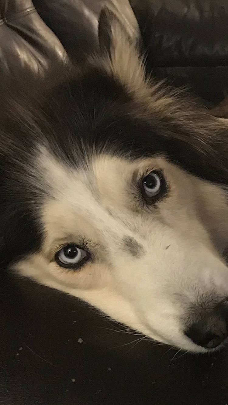 Blue joined the competition — help win amazing prizes! border_collie, bored, canidae, carnivore, close_up, companion_dog, dog, dog_breed, eye, eyelash, fur, hair, head, iris, jaw, snout, sporting_group, terrestrial_animal, whiskers, wildlife