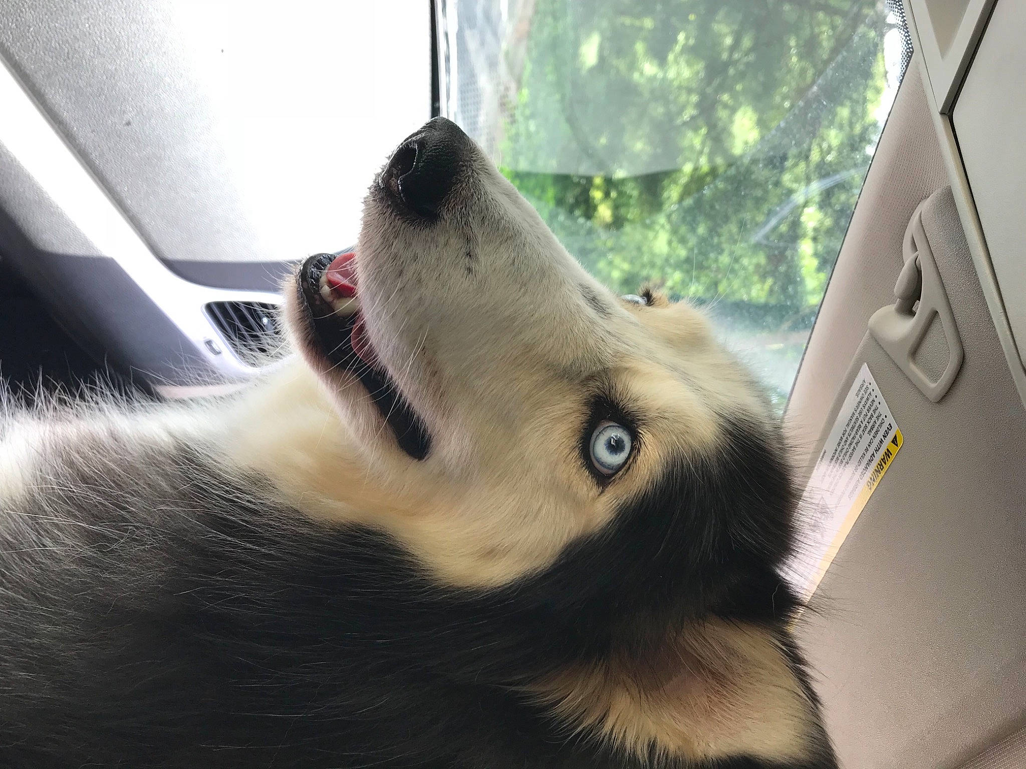 Blue joined the competition — help win amazing prizes! canidae, carnivore, claw, companion_dog, dog, dog_breed, eye, fawn, fur, jaw, paw, snout, sporting_group, terrestrial_animal, tree, whiskers, wildlife, window, windshield, working_animal