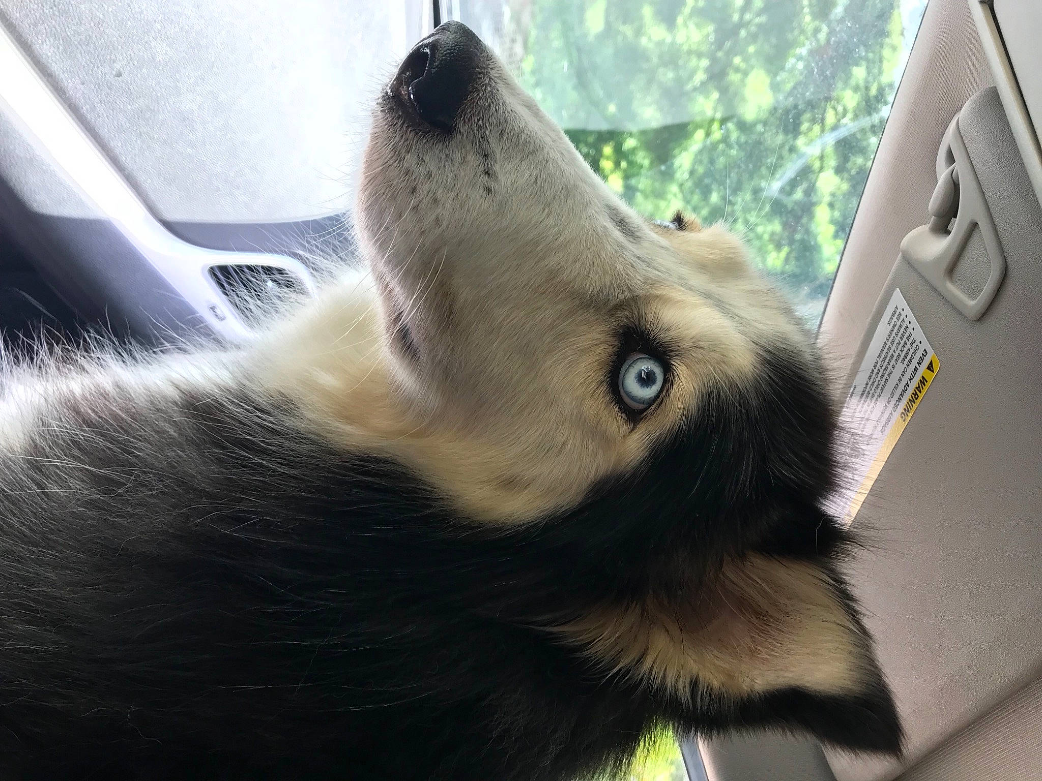 Blue is registered to the contest to win money with this photo: canidae, carnivore, claw, companion_dog, dog_breed, ear, fawn, felidae, fur, mammal, paw, small_to_medium_sized_cats, sporting_group, tail, tree, vertebrate, whiskers, window, windshield, working_animal