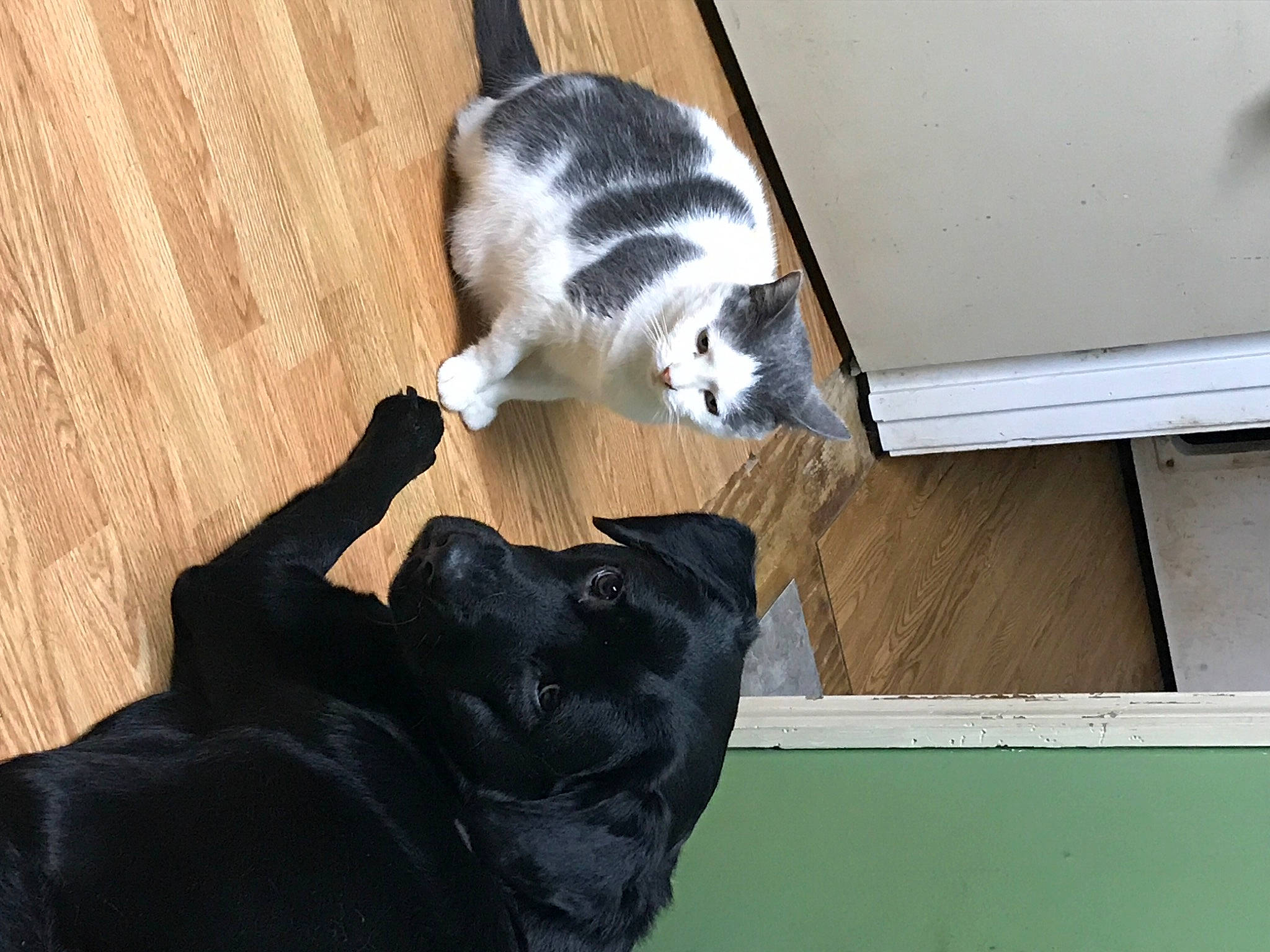 Sky is registered to the contest to win money with this photo: canidae, carnivore, cat, comfort, companion_dog, dog_breed, domestic_short_haired_cat, felidae, flooring, fur, hardwood, paw, small_to_medium_sized_cats, snout, sporting_group, tail, whiskers, wood, wood_flooring