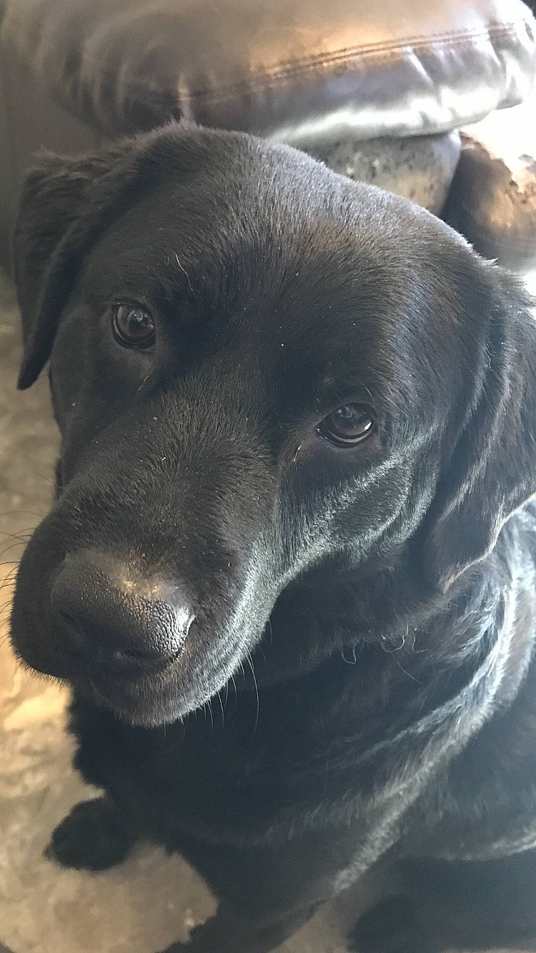 Sky is registered to the contest to win money with this photo: borador, canidae, carnivore, companion_dog, dog, dog_breed, electric_blue, fur, gun_dog, hunting_dog, liver, retriever, snout, sporting_group, terrestrial_animal, whiskers, working_animal