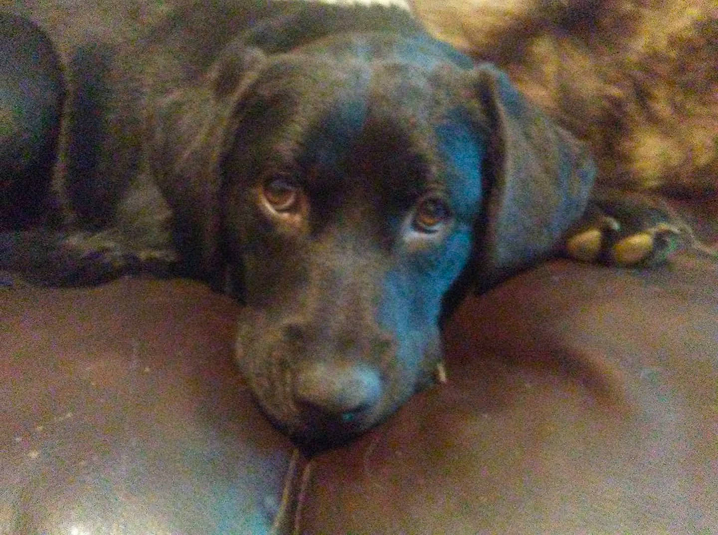 Sky joined the competition — help win amazing prizes! borador, canidae, carnivore, companion_dog, dog, dog_breed, fawn, fur, gun_dog, hunting_dog, labrador_retriever, liver, retriever, snout, sporting_group, terrestrial_animal, whiskers, working_animal