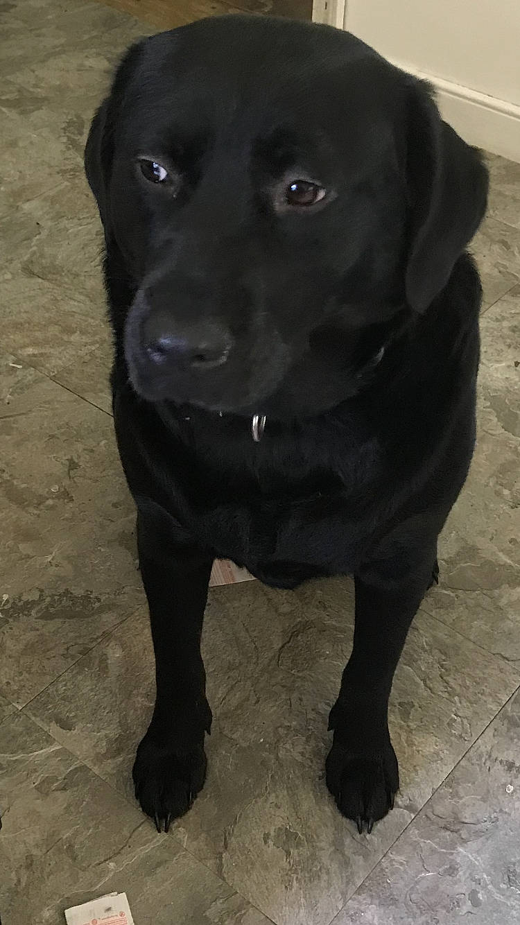 Sky joined the competition — help win amazing prizes! borador, canidae, carnivore, collar, companion_dog, dog, dog_breed, dog_collar, fur, gun_dog, hunting_dog, liver, non_sporting_group, retriever, snout, sporting_group, terrestrial_animal, whiskers, working_animal