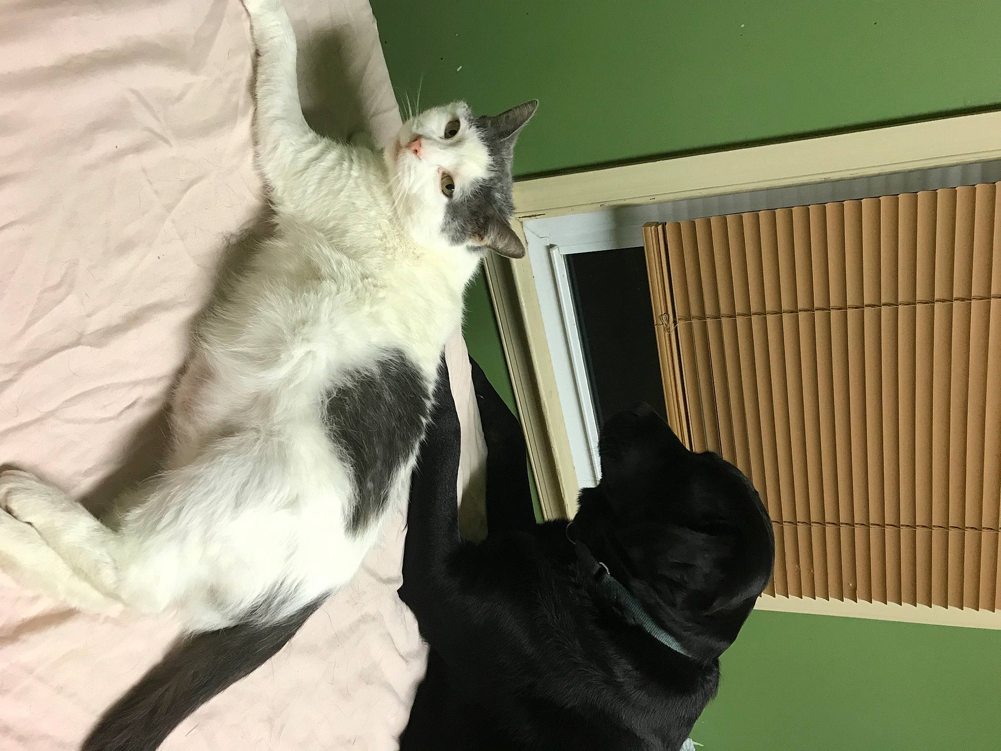 Daisymae joined the competition — help win amazing prizes! canidae, carnivore, cat, chair, claw, comfort, companion_dog, dog_breed, domestic_short_haired_cat, fawn, felidae, fur, gesture, paw, room, small_to_medium_sized_cats, tail, whiskers, window_covering