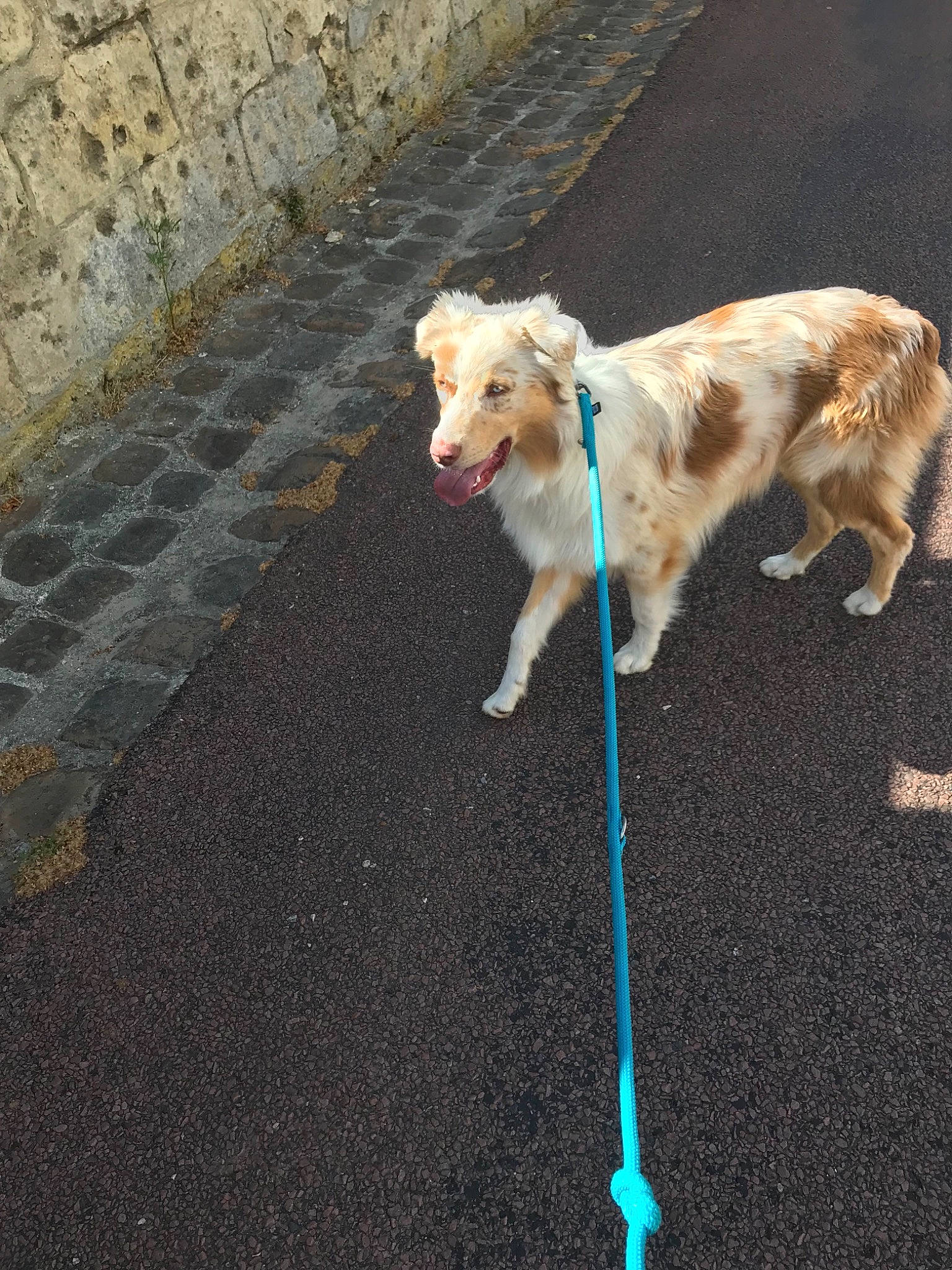 Oscar participe au concours pour gagner de l'argent avec cette photo : canidae, carnivore, companion_dog, dog, dog_breed, dog_walking, fawn, leash, sporting_group, tail, working_dog