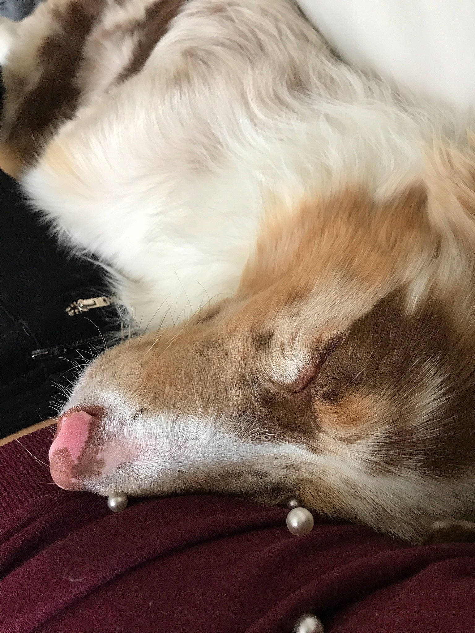 Oscar a rejoint le concours — aidez-le/la à gagner de superbes lots ! australian_shepherd, canidae, carnivore, cat, dog, dog_breed, ear, fawn, fur, leg, nap, nose, paw, puppy, silken_windhound, sleep, snout, sporting_group, tail, whiskers