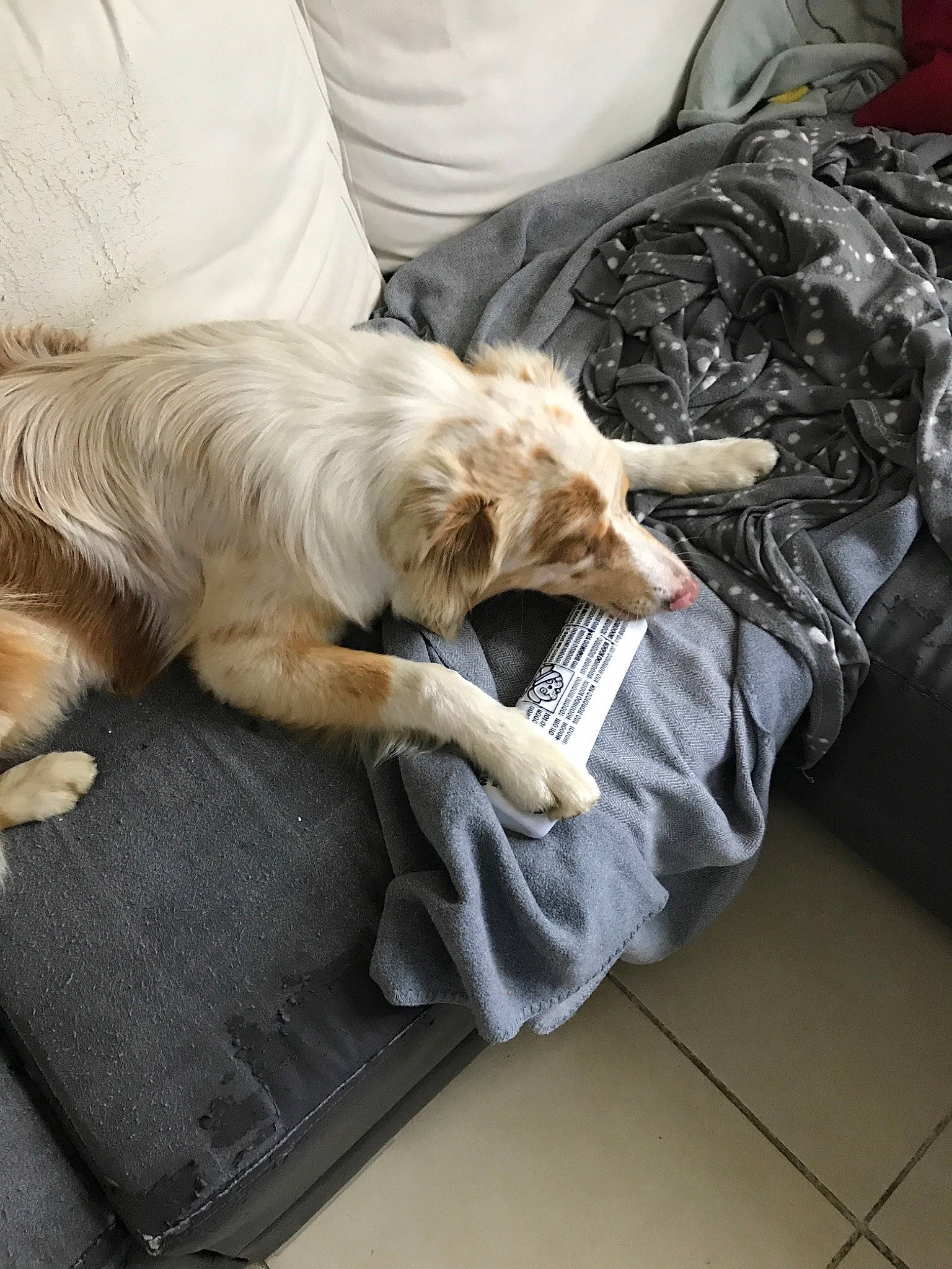 Oscar a rejoint le concours — aidez-le/la à gagner de superbes lots ! canidae, carnivore, cat, companion_dog, dog, dog_breed, english_cocker_spaniel, felidae, nap, puppy, retriever, setter, sleep, small_to_medium_sized_cats, spinone_italiano, sporting_group