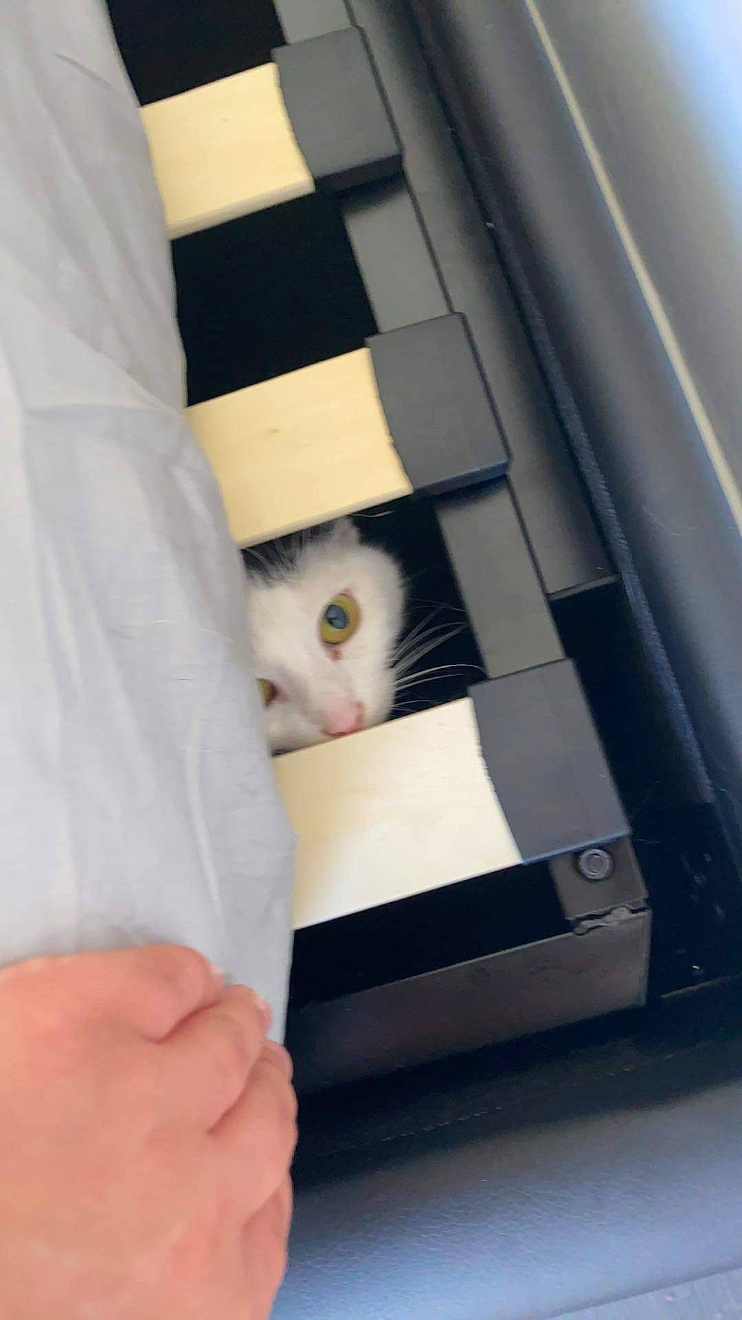 Mascotte a rejoint le concours — aidez-le/la à gagner de superbes lots ! box, cardboard, carnivore, cat, domestic_short_haired_cat, felidae, finger, fur, gadget, hand, nail, packaging_and_labeling, packing_materials, paper_product, room, service, small_to_medium_sized_cats, whiskers