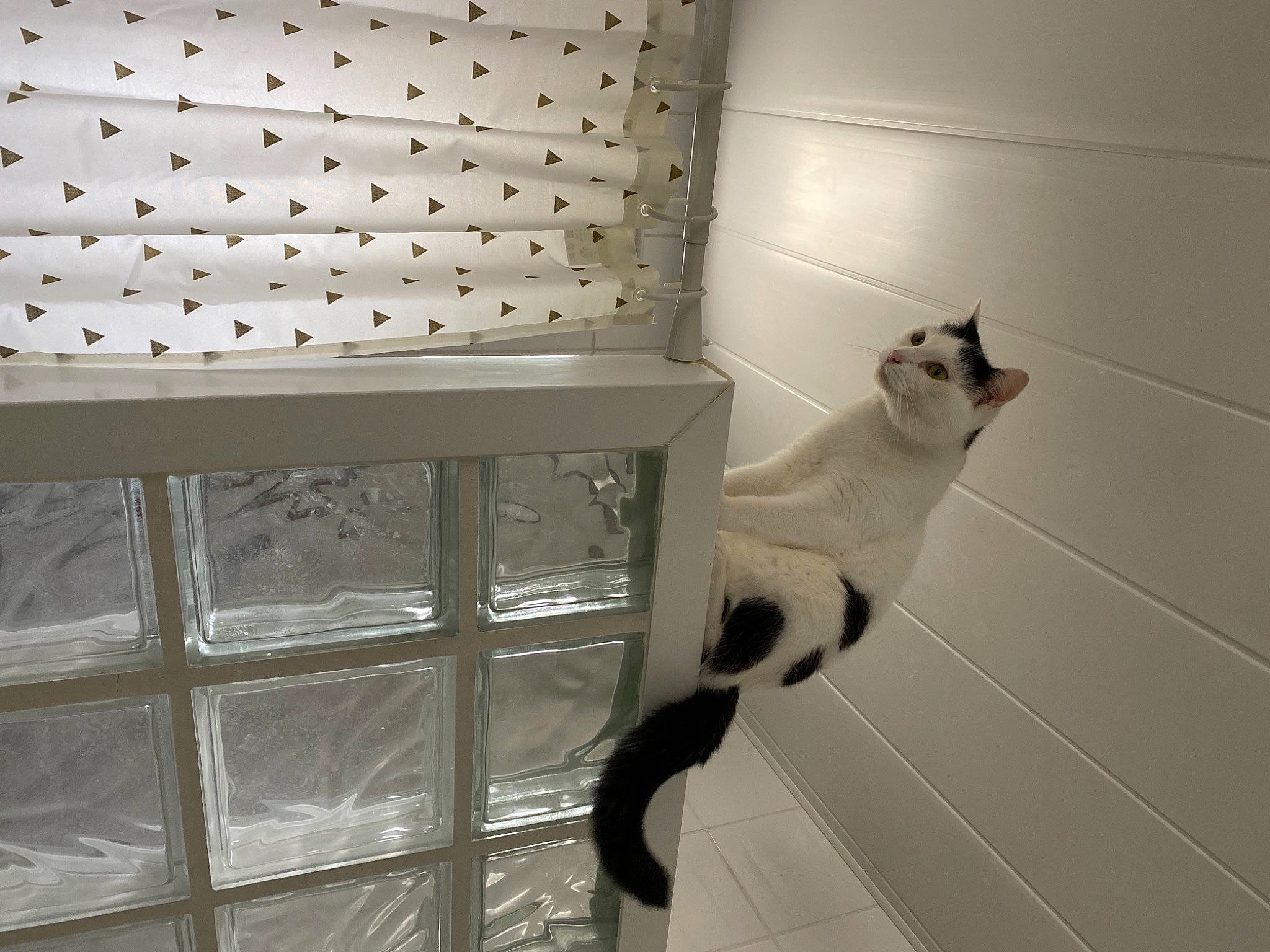 Mascotte participe au concours pour gagner de l'argent avec cette photo : building, cabinetry, carnivore, cat, domestic_short_haired_cat, door, felidae, floor, flooring, fur, metal, pet_supply, room, shadow, small_to_medium_sized_cats, snout, tail, whiskers, window, wood