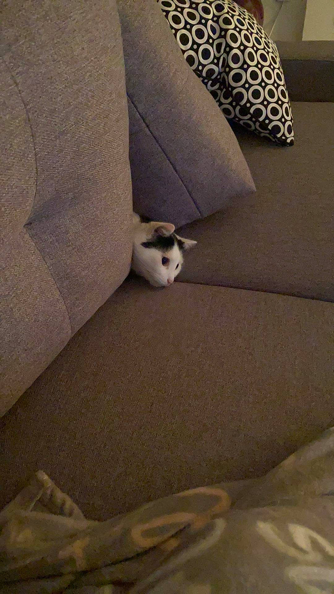 Mascotte a rejoint le concours — aidez-le/la à gagner de superbes lots ! beige, carnivore, cat, comfort, couch, fawn, felidae, floor, flooring, grey, interior_design, lamp, small_to_medium_sized_cats, stairs, tail, textile, tints_and_shades, wall, whiskers, wood