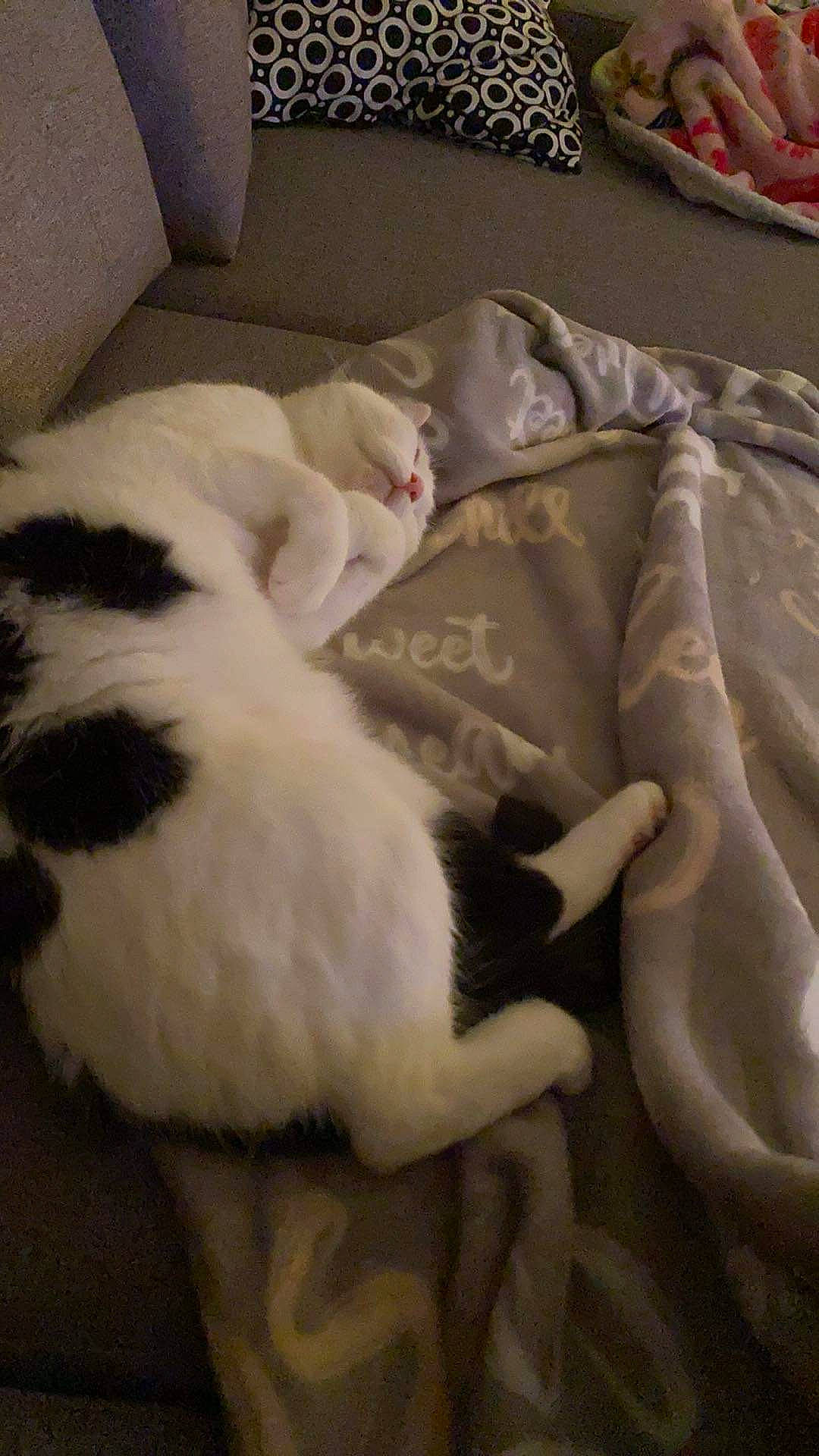 Mascotte a rejoint le concours — aidez-le/la à gagner de superbes lots ! canidae, carnivore, cat, comfort, companion_dog, couch, dog_breed, domestic_short_haired_cat, duvet, felidae, fur, linens, nap, room, sleep, small_to_medium_sized_cats, sporting_group, tail, whiskers, wood