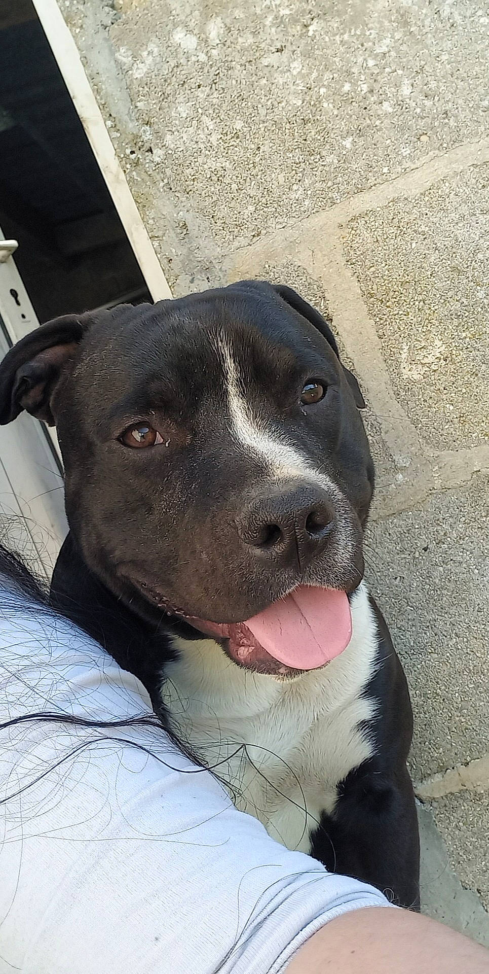 Tyson a rejoint le concours — aidez-le/la à gagner de superbes lots ! borador, canidae, carnivore, collar, comfort, companion_dog, dog, dog_breed, fawn, fur, gun_dog, hunting_dog, non_sporting_group, road_surface, snout, sporting_group, terrestrial_animal, whiskers, working_animal