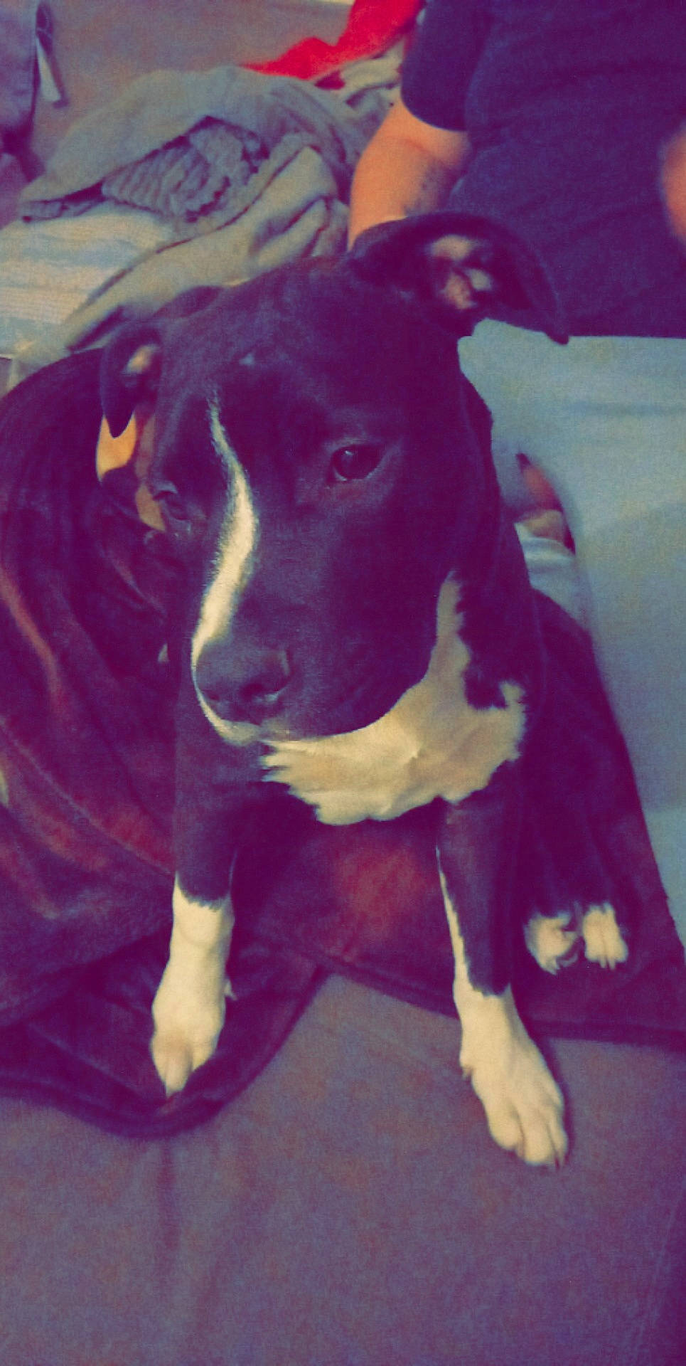 Tyson a rejoint le concours — aidez-le/la à gagner de superbes lots ! art, carnivore, companion_dog, dairy, dairy_cow, dog, dog_breed, electric_blue, fawn, goats, human_leg, jaw, livestock, magenta, plant, purple, snout, sporting_group, terrestrial_animal, working_animal