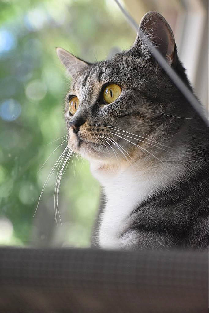 Sushi is registered to the contest to win money with this photo: carnivore, cat, collar, domestic_short_haired_cat, door, felidae, fur, grass, plant, small_to_medium_sized_cats, snout, terrestrial_animal, tree, whiskers, wildlife, window