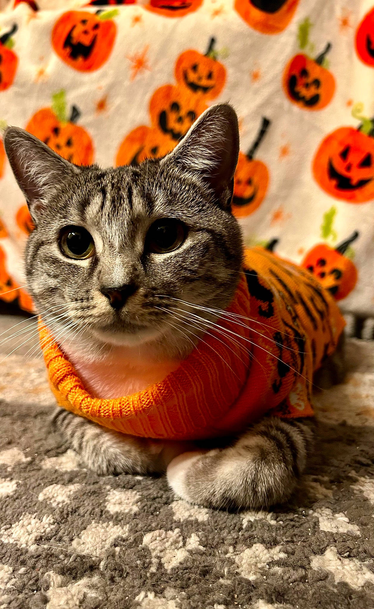 Sushi is registered to the contest to win money with this photo: art, carnivore, cat, claw, domestic_short_haired_cat, fawn, felidae, fur, grass, orange, pattern, paw, sitting, small_to_medium_sized_cats, snout, tail, terrestrial_animal, whiskers, wildlife