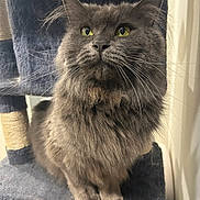 Sabi joined the competition — help win amazing prizes! animal, carpeted_surface, cat, cat_tree, closeup, curious, cute, domestic_cat, feline, fluffy, gray_fur, indoor, long_hair, paw, pet, portrait, sitting, soft_lighting, whiskers, yellow_eyes