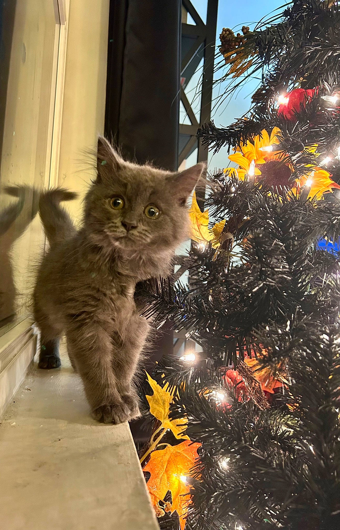 Sabi is registered to the contest to win money with this photo: carnivore, cat, christmas_decoration, christmas_ornament, christmas_tree, event, fawn, felidae, fur, leaf, plant, sky, small_to_medium_sized_cats, snout, tail, tree, twig, whiskers, window, wood