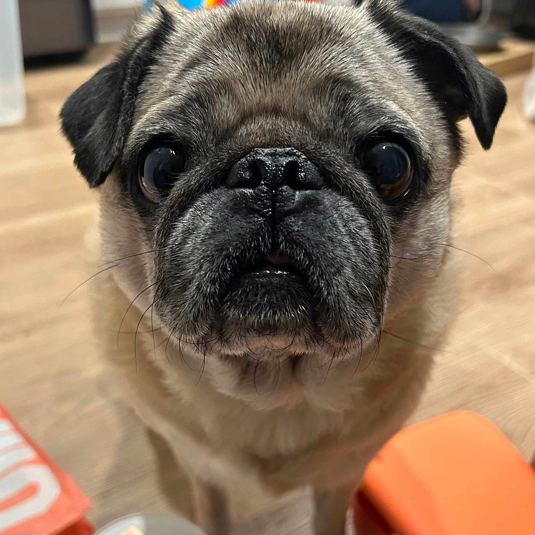 Gracie is registered to the contest to win money with this photo: animal, bulldog, canine, dog, pet, pitbull, pug, puppy, snout