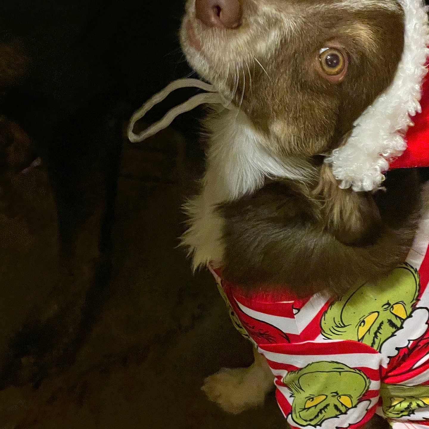 Enzo joined the competition — help win amazing prizes! accessories, animal, beagle, bonnet, canine, cap, chihuahua, clothing, cockerspaniel, dog, hat, hound, labradorretriever, leash, pet, pointer, puppy, snout, strap, terrier