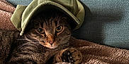 Uly a rejoint le concours — aidez-le/la à gagner de superbes lots ! cat, tabby_cat, pet, hat, cap, feline, whiskers, paw, blanket, cozy, indoor, relaxed, cute, fur, animal, portrait, resting, closeup, cute_pet, comfy