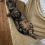cat, tabby_cat, pet, animal, hammock_bed, cozy, indoor, feline, fur, relaxed, resting, paw, wooden_floor, radiator, curious, striped, cute, domestic_cat, comfortable, household