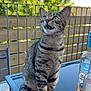 tabby_cat, cat, outdoor, glass_table, bottle, lighter, fence, tree, greenery, pet, whiskers, sitting, curious, daylight, animal, mouth_open, striped_fur, tail, metal_chair, backyard