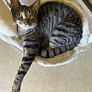 Uly a rejoint le concours — aidez-le/la à gagner de superbes lots ! cat, tabby_cat, pet, animal, feline, relaxed, indoor, cat_hammock, soft_texture, paw, striped_fur, whiskers, curious_eyes, cozy, lounging, close_up, fur_pattern, comfortable, resting, house_pet