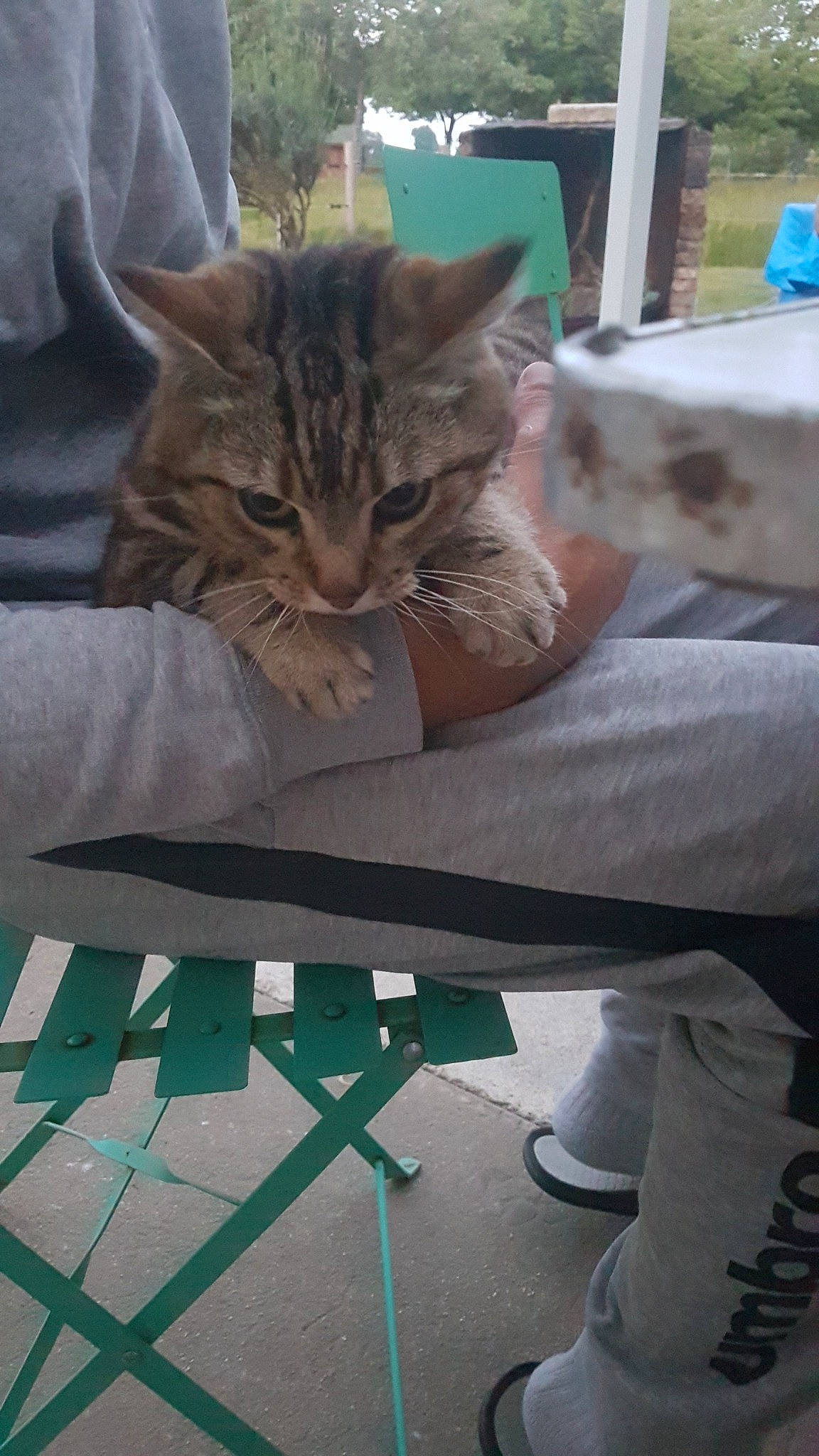 Grisouille a rejoint le concours — aidez-le/la à gagner de superbes lots ! carnivore, cat, claw, domestic_short_haired_cat, fawn, felidae, fur, grass, plant, shadow, sitting, small_to_medium_sized_cats, tail, tree, vertebrate, whiskers, wildlife, window, wood